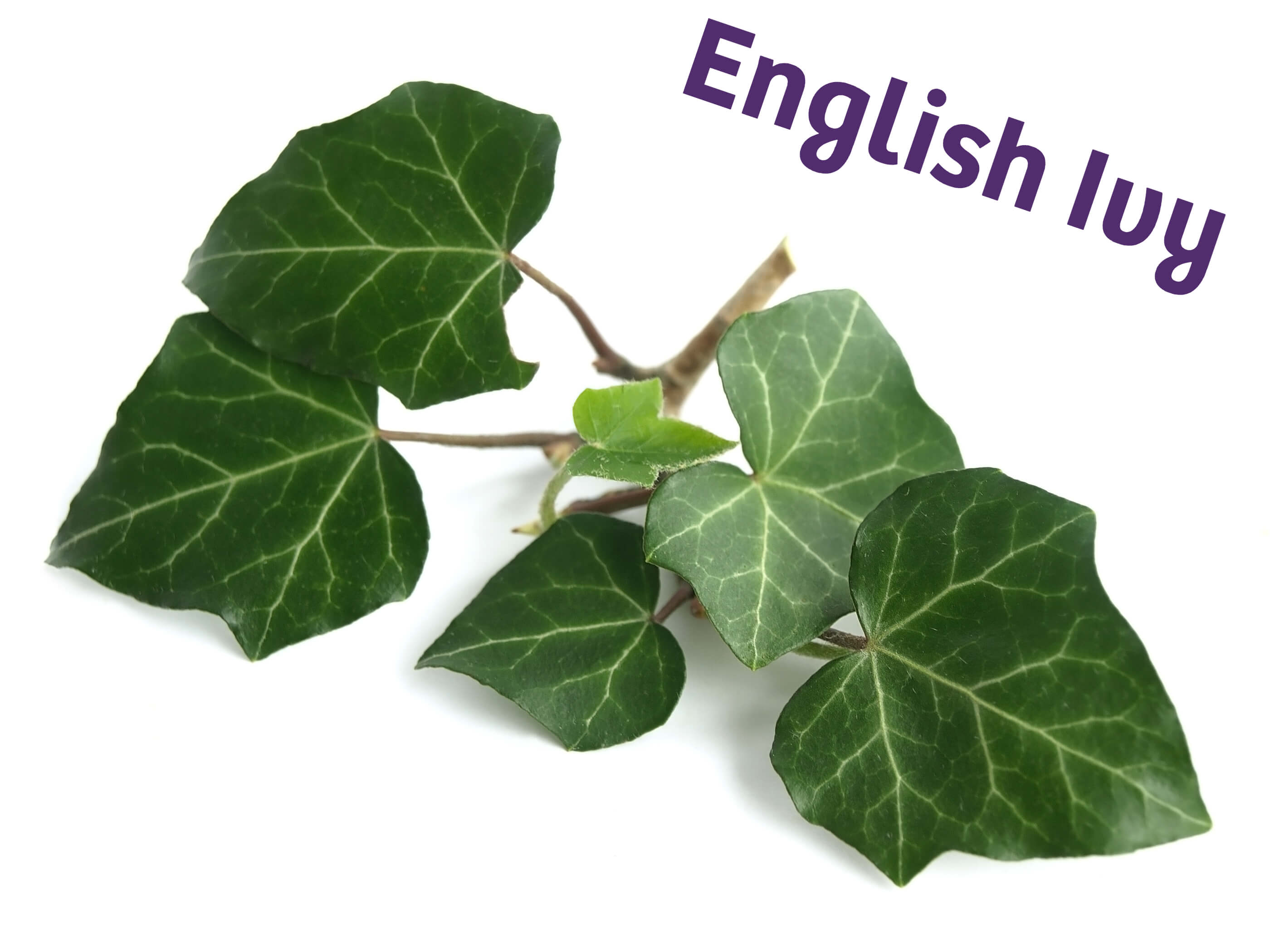 English Ivy