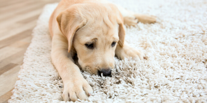 Pet dander gets caught in the carpet.