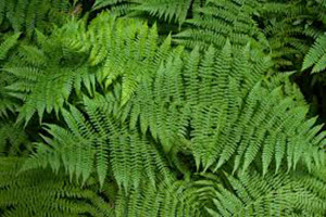 Ferns clean the air in your home