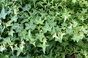 English Ivy clean the air in your home