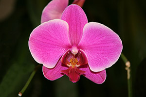 Orchids clean the air in your home