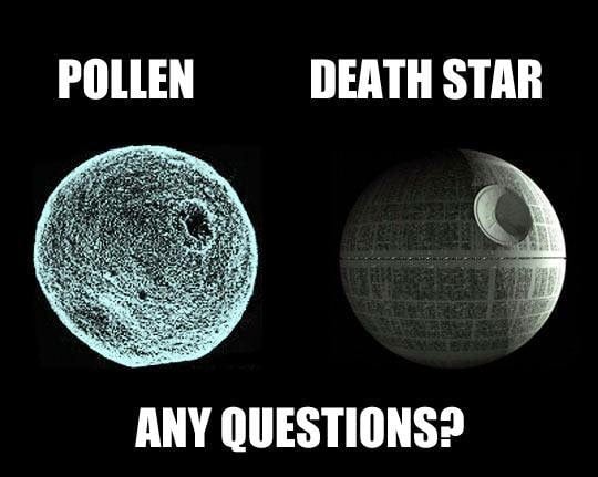 pollen vs the Death Start. Any questions?