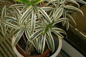 Dracaenas clean the air in your home