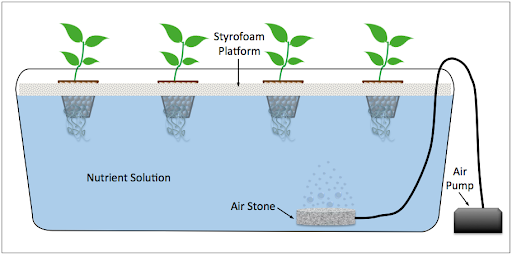 deep water culture illustration