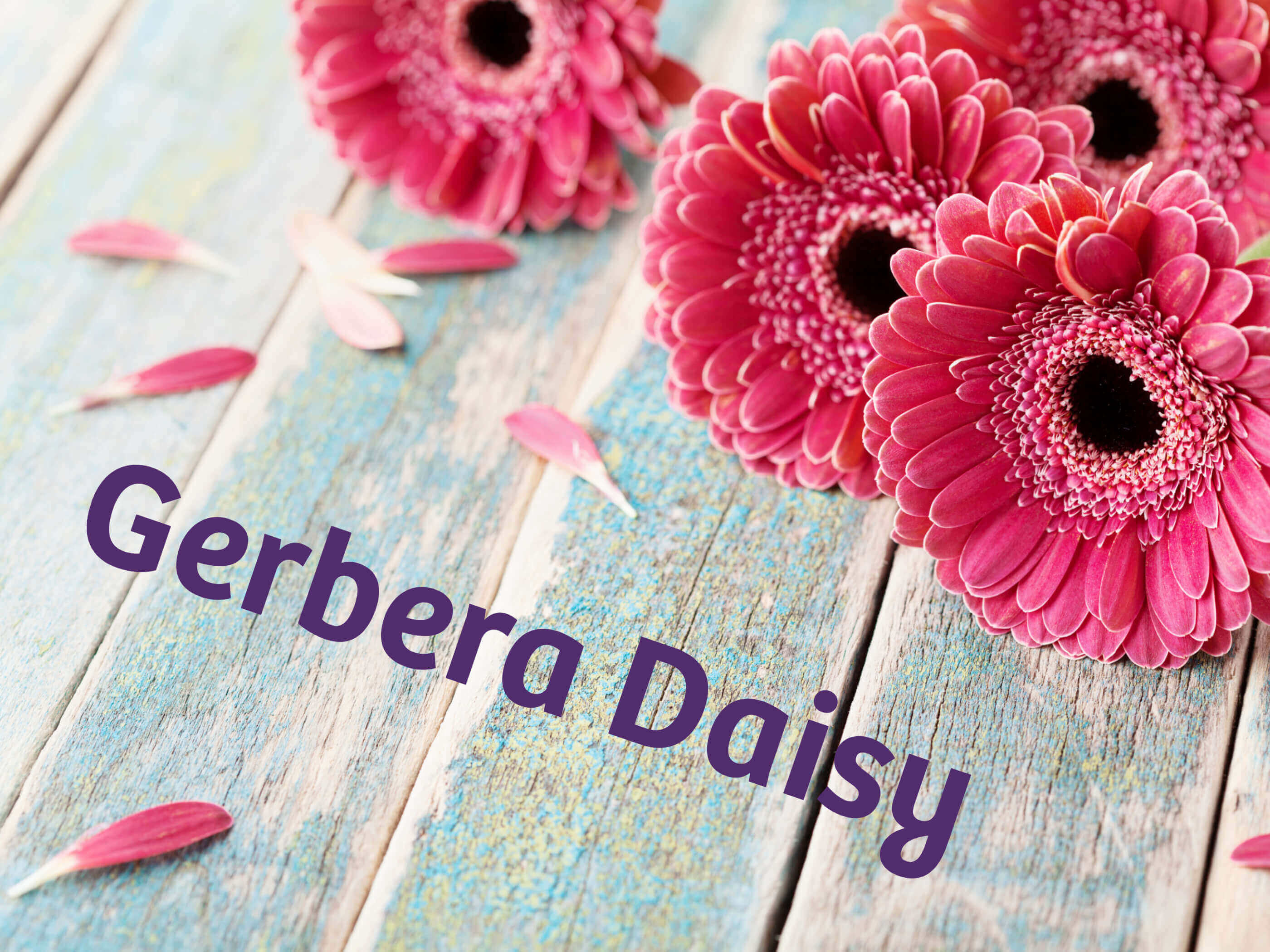 Gerbera Daisy