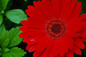 Gerber Daisies clean the air in your home