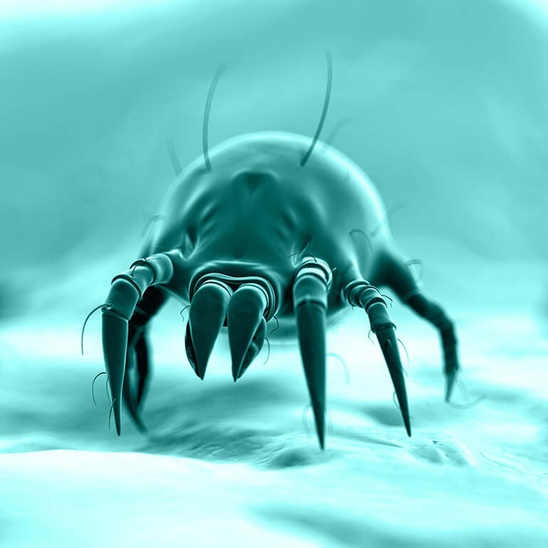 dust mite