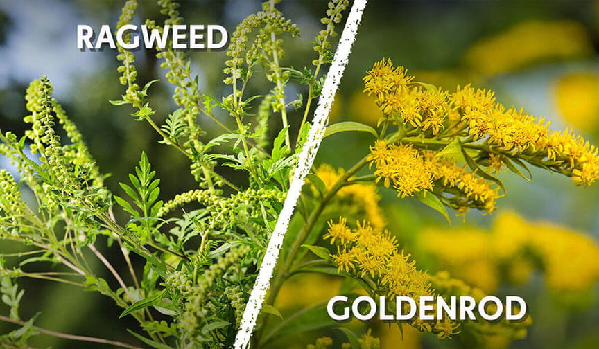 ragweed versus goldenrod